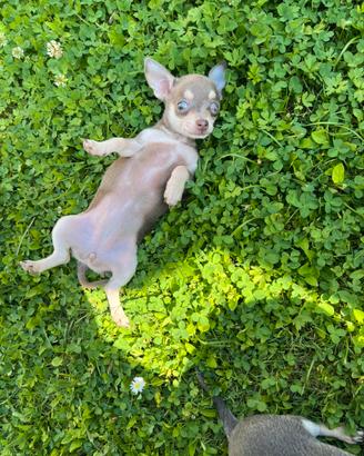 Chihuahua Femmina mini Toy occhi chiari