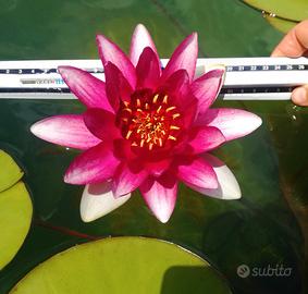 Vaso di NINFEA GIGANTE fucsia rossa rosa