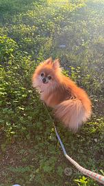 Spitz di Pomerania,l