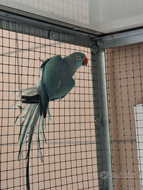 Parrocchetto dal collare