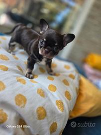 Chihuahua maschietto cioccolato