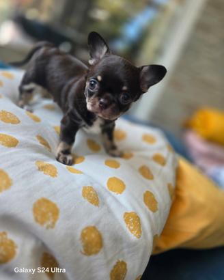 Chihuahua maschietto cioccolato