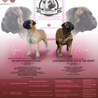 Bullmastiff cuccioli disponibili