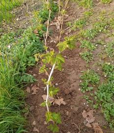 piante lamponi rifiorenti