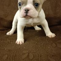 Bulldog francese
