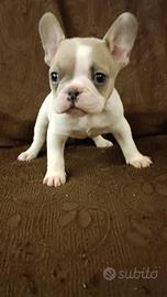 Bulldog francese