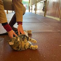 Pavimento Mattonelle Gomma Box Cavallo Animali