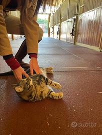 Pavimento Mattonelle Gomma Box Cavallo Animali