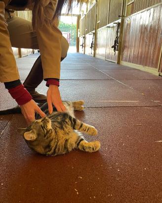 Pavimento Mattonelle Gomma Box Cavallo Animali