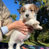 Cucciolo maschio Jack Russell