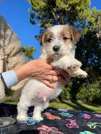 Cucciolo maschio Jack Russell