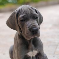 Cucciolo Alano Blu Maschio