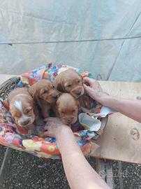 Cuccioli di Cocker Spaniel