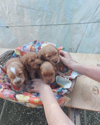 Cuccioli di Cocker Spaniel