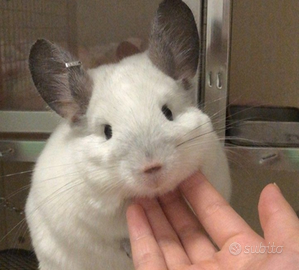 Cincillà varie mutazioni