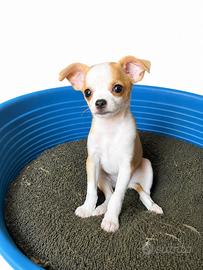 Chihuahua femmina disponibile da subito