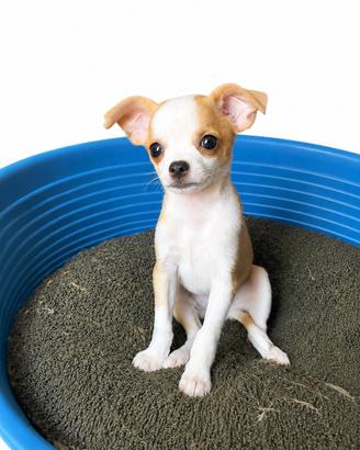 Chihuahua femmina disponibile da subito
