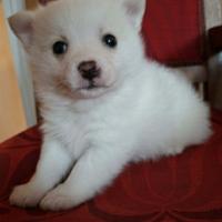 Volpino di Pomerania