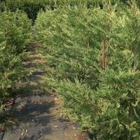 Piante leylandii prod.propria 