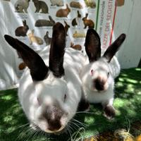 Conigli californiani