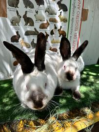 Conigli californiani