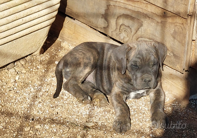 Cuccioli di cane Corso