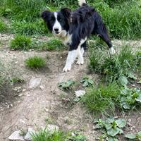 Cucciolo maschio border collie in adozione Puppy