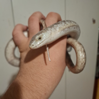 Vendita lucertola di vetro