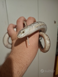 Vendita lucertola di vetro