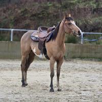 Cavallo