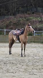 Cavallo