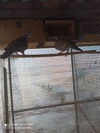 Tortore ali bronzine