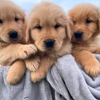 Golden retriever linea americana