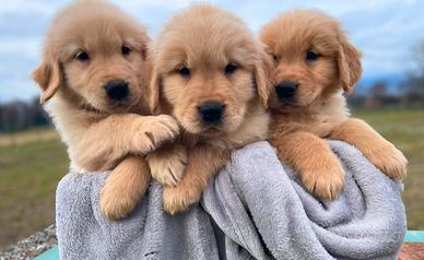 Golden retriever linea americana