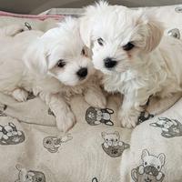 Cuccioli di Maltese