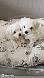 Cuccioli di Maltese