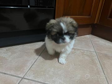 Cucciola di pechinese puro