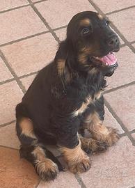 Cocker spaniel cuccioli