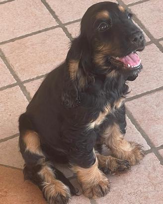 Cocker spaniel cuccioli