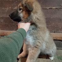 Pastore del Caucaso cucciole