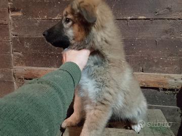 Pastore del Caucaso cucciole