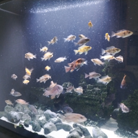 Ciclidi aulonocara giovani