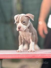 Cucciolo di pitbull