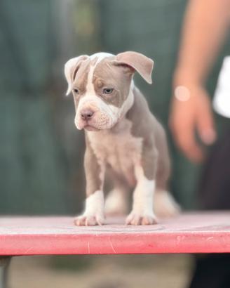 Cucciolo di pitbull