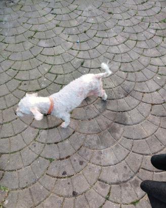 Cane maltese