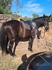 castrone