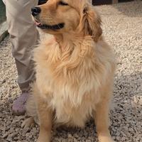 CUCCIOLONA DI GOLDEN RETRIEVER con pedigree
