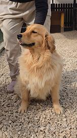 CUCCIOLONA DI GOLDEN RETRIEVER con pedigree