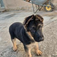 Cuccioli Pastore Tedesco