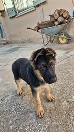 Cuccioli Pastore Tedesco